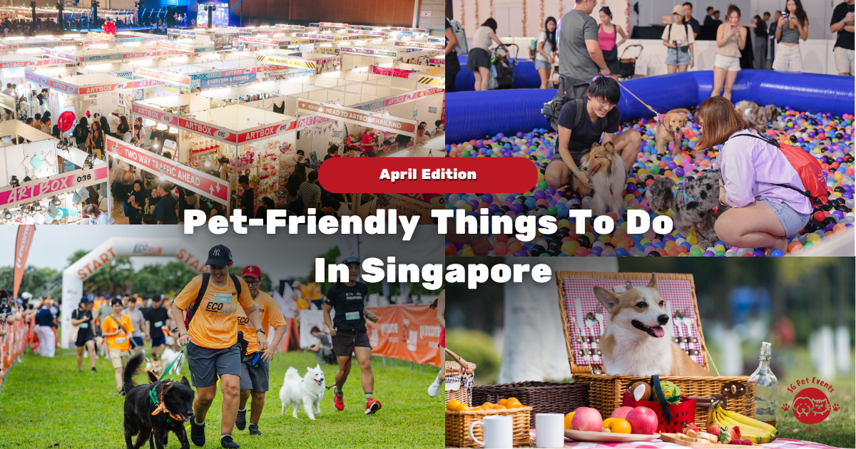 15 Pet-Friendly Things to Do in Singapore This April 2026