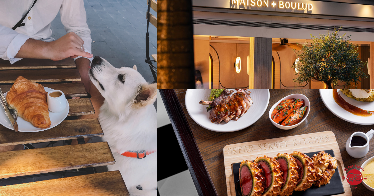 6 Pet-Friendly Restaurants at Marina Bay Sands For Your Next Day Out With Your Pet